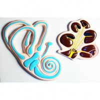 Модель барельефная "Ухо человека". Вариант 2 - fgospostavki.ru - Дмитров