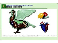 Рельефная таблица "Внутреннее строение голубя" (формат А1, матовое ламинирование) - fgospostavki.ru - Дмитров