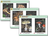 Комплект таблиц раздаточных "Грибы съедобные и несъедобные" (цветные, ламинированные, А4, 8 штук) - fgospostavki.ru - Дмитров