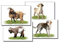 Набор карточек "Домашние животные" (раздаточные) - fgospostavki.ru - Дмитров