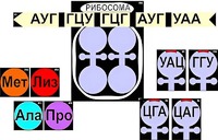 Модель-аппликация "Биосинтез белка" (ламинированная) - fgospostavki.ru - Дмитров