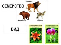 Модель-аппликация "Классификация растений и животных" (ламинированная) - fgospostavki.ru - Дмитров