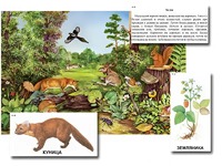 Магнитный плакат-аппликация "Лес: биоразнообразие и взаимосвязи в сообществе" - fgospostavki.ru - Дмитров