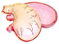 Модель желудка в разрезе - fgospostavki.ru - Дмитров