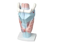 Модель гортани в разрезе - fgospostavki.ru - Дмитров