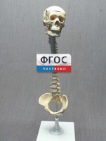 Модель "Позвоночник с черепом и тазом" - fgospostavki.ru - Дмитров
