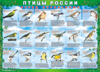 Комплект таблиц "Птицы России (4 листа)" (100х140 сантиметров, винил) - fgospostavki.ru - Дмитров