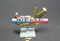 Модель "Челюсть разборная" - fgospostavki.ru - Дмитров