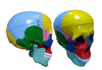 Модель "Череп" (с раскрашенными костями) - fgospostavki.ru - Дмитров