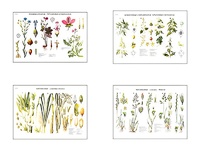 Плакаты ПРОФТЕХ "Систематика растений" (4 пл, винил, 70х100) - fgospostavki.ru - Дмитров