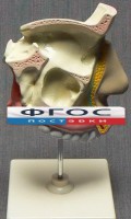 Модель "Разрез носоглотки" - fgospostavki.ru - Дмитров