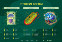 Электрифицированный стенд "Строение клетки" с маркерными полями - fgospostavki.ru - Дмитров