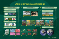 Электрифицированный стенд "Уровни организации жизни" - fgospostavki.ru - Дмитров