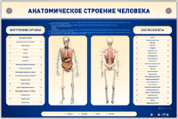 Электрифицированный стенд-тренажер c макетом скелета "Анатомическое строение человека" - fgospostavki.ru - Дмитров