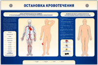 Электрифицированный стенд-тренажер "Остановка кровотечения" - fgospostavki.ru - Дмитров
