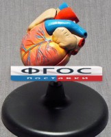 Модель "Сердце" (лабораторная) - fgospostavki.ru - Дмитров