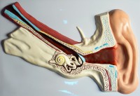 Модель барельефная "Ухо человека" (часть 1) - fgospostavki.ru - Дмитров