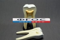 Модель "Строение зуба" - fgospostavki.ru - Дмитров