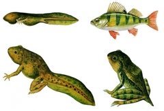 Модель-аппликация Цикл развития костной рыбы и лягушки - fgospostavki.ru - Дмитров