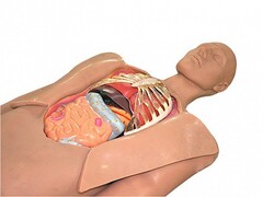 Муляж оперируемого пациента с экскурсией в грудную клетку и маской наркоза - fgospostavki.ru - Дмитров