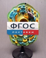 Модель "Клетка растения" - fgospostavki.ru - Дмитров