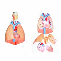 Модель "Система органов дыхания" - fgospostavki.ru - Дмитров