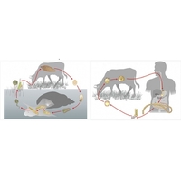 Модель-аппликация Цикл развития бычьего цепня и печеночного сосальщика - fgospostavki.ru - Дмитров