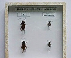 Коллекция энтомологическая "Половой диморфизм" - fgospostavki.ru - Дмитров
