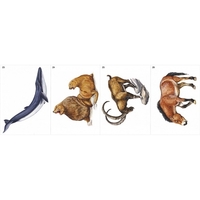 Модель-аппликация Многообразие хордовых. Млекопитающие - fgospostavki.ru - Дмитров