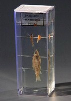 Влажный препарат "Развитие костистой рыбы" - fgospostavki.ru - Дмитров