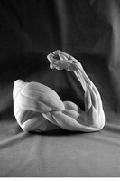 Рука согнутая в локте (гипс) - fgospostavki.ru - Дмитров