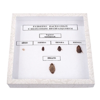 Коллекция "Развитие насекомых с неполным превращением" - fgospostavki.ru - Дмитров