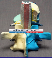 Модель "Части позвоночника человека" - fgospostavki.ru - Дмитров