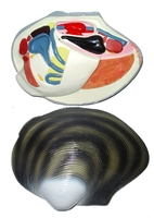 Модель "Беззубка" (двустворчатый моллюск) - fgospostavki.ru - Дмитров