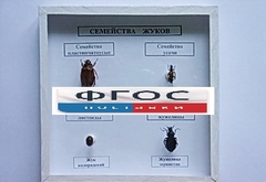 Коллекция "Семейство жуков" - fgospostavki.ru - Дмитров