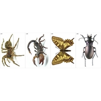 Модель-аппликация Многообразие беспозвоночных - fgospostavki.ru - Дмитров