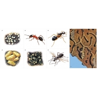 Модель-аппликация Муравьи. Устройство муравейника - fgospostavki.ru - Дмитров