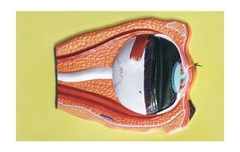 Модель барельефная "Строение глаза" - fgospostavki.ru - Дмитров