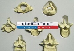 Модель "Позвонки" (из 7 штук) - fgospostavki.ru - Дмитров