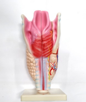 Модель "Гортань" - fgospostavki.ru - Дмитров