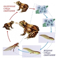Модель-аппликация Цикл развития лягушки - fgospostavki.ru - Дмитров