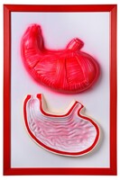 Барельефная модель "Желудок" - fgospostavki.ru - Дмитров