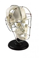 Кости черепа человека смонтированные - fgospostavki.ru - Дмитров