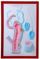 Барельефная модель "Строение гидры" - fgospostavki.ru - Дмитров