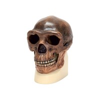 Модель черепа синантропа - fgospostavki.ru - Дмитров