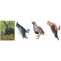 Модель-аппликация Многообразие хордовых. Птицы  - fgospostavki.ru - Дмитров