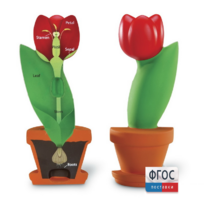 Модель цветка - fgospostavki.ru - Дмитров