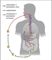 Модель-аппликация Цикл развития аскариды - fgospostavki.ru - Дмитров