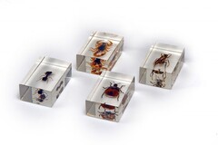 Комплект микропрепаратов для стереомикроскопа - fgospostavki.ru - Дмитров