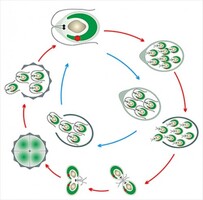Модель-аппликация Размножение одноклеточной водоросли - fgospostavki.ru - Дмитров